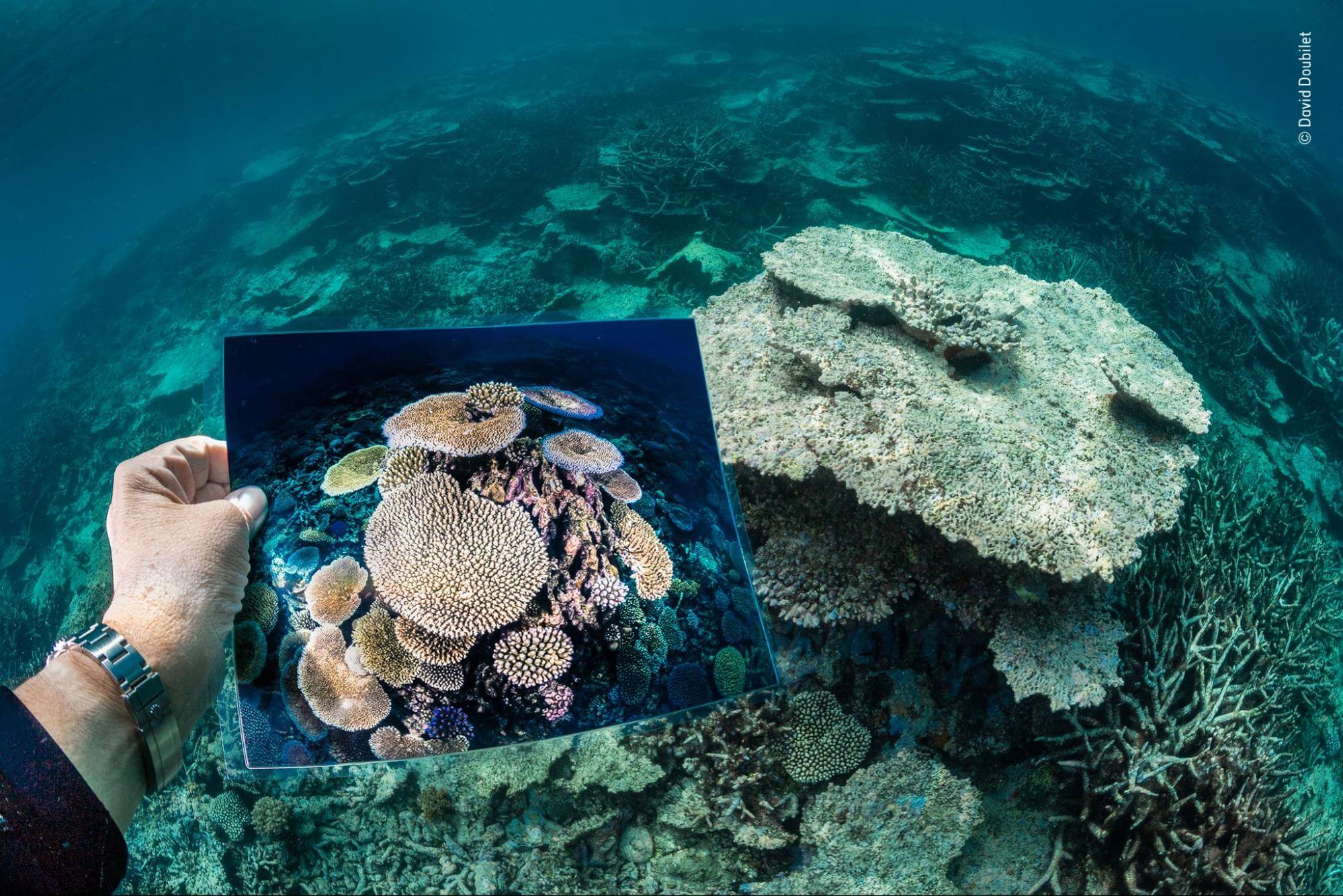 What is Wildlife Photography Death of a Reef by David Doubilet